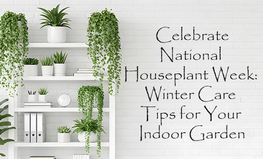 Celebrate National Houseplant Day: Care Tips for Your Indoor Garden