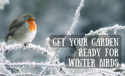 How to Get Your Garden Ready for Winter Birds