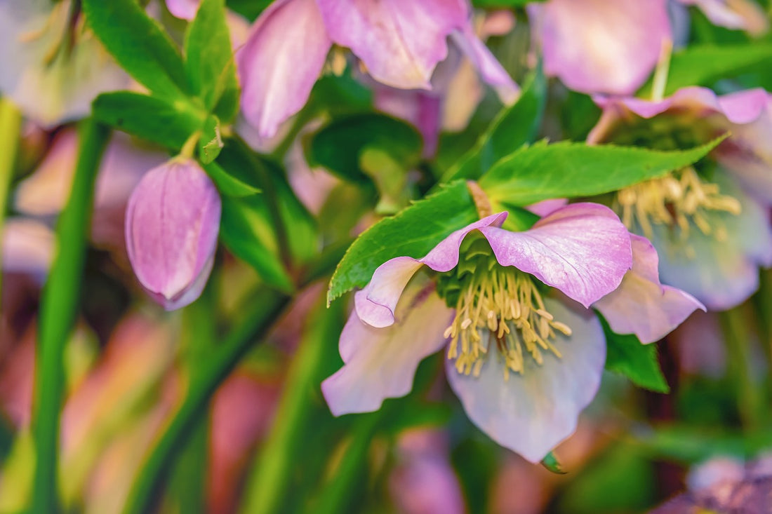 March – What To Do In Your Garden This Month