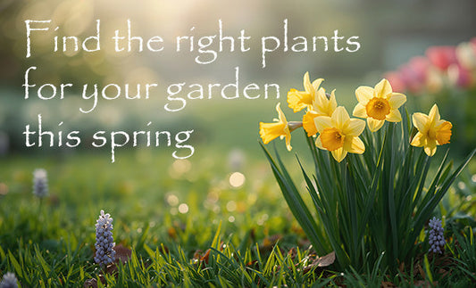 Find the right plants for your garden this spring