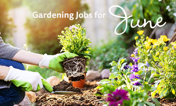 Jobs for June in the Garden