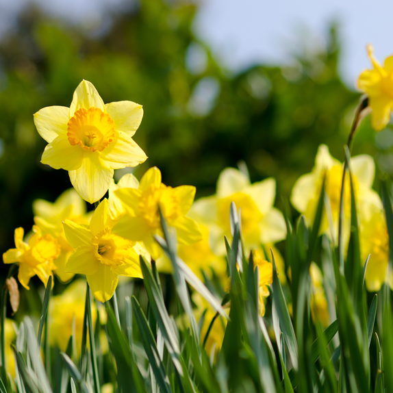 March - Monthly Plant Information