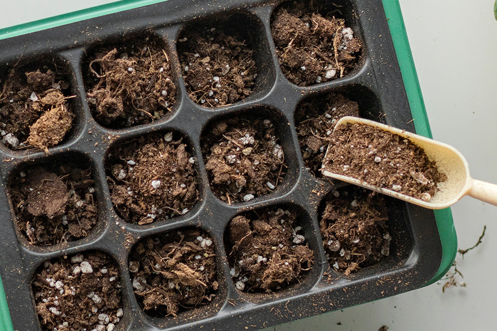 An assortment of plant seeds in a black pot