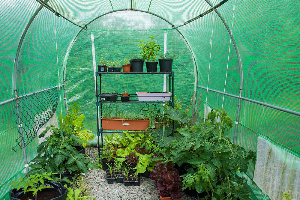 Inside of a polytunnel with a range of green plants