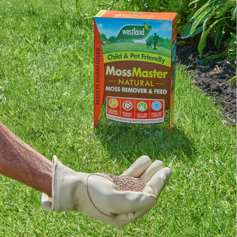 Westland Moss Master Natural Lawn Feed And Moss Remover - 80sqm