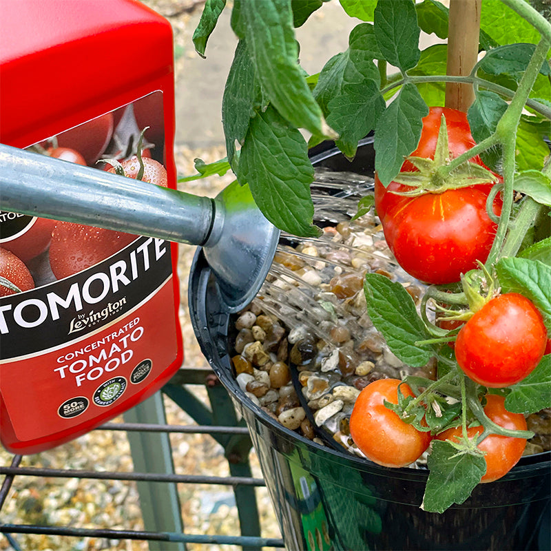 Tomorite Levington Tomorite 1.2L Tomato Food