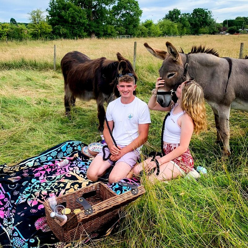 Donkey Picnic for Four at Dashing Donkeys  - Gift Experience Primary Image