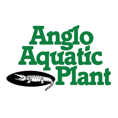 Anglo Aquatics Anglo Aquatics Juncus Inflexus 1 Litre