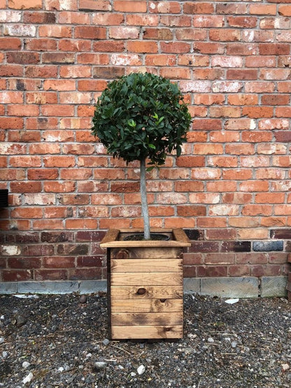 Windsor Garden Planter by Charles Taylor