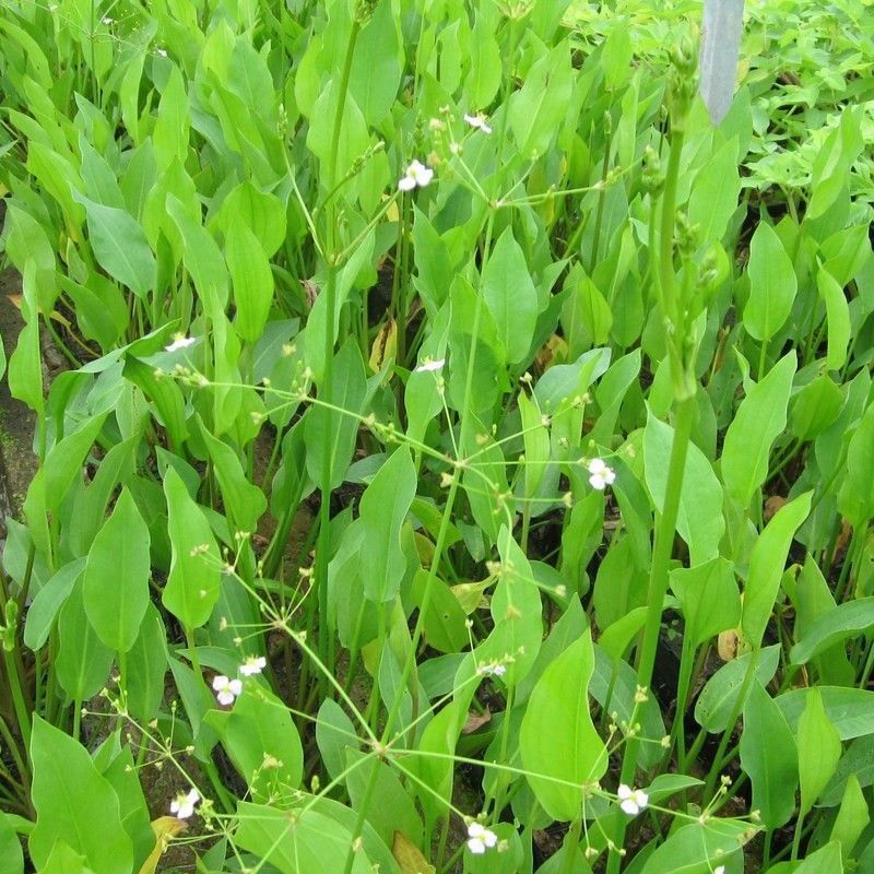 Anglo Aquatics Anglo Aquatics Alisma Plantago Aquaticum 3 Litre