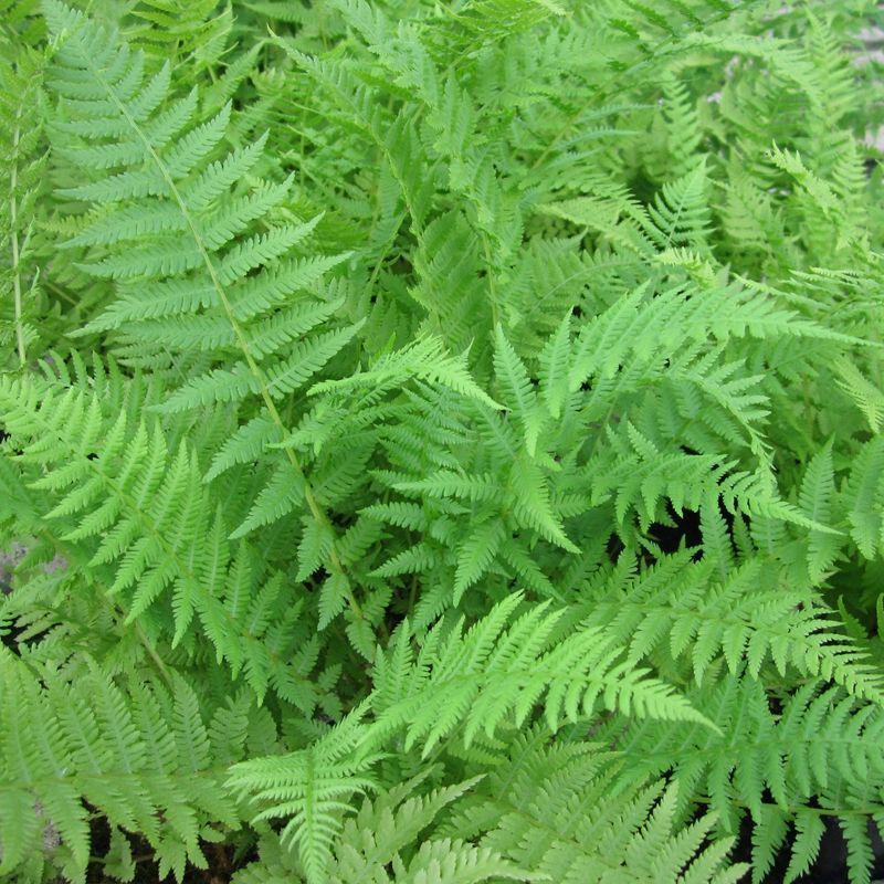 Anglo Aquatics Athyrium Filix Femina 9cm 3 Pack Primary Image