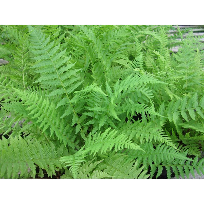 Anglo Aquatics Athyrium Filix Femina 9cm 3 Pack