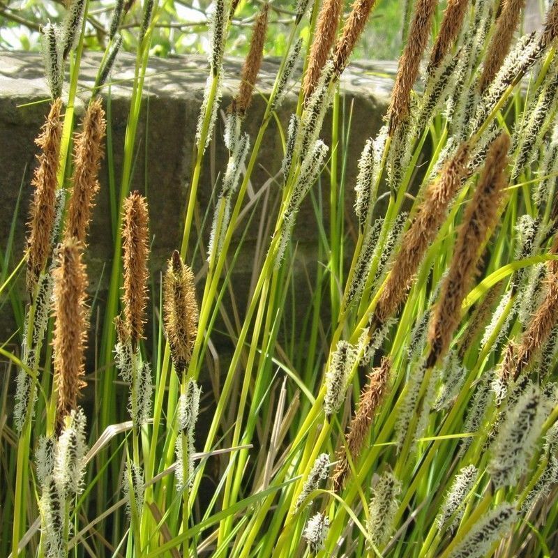 Anglo Aquatics Anglo Aquatics Carex Acuta 1 Litre