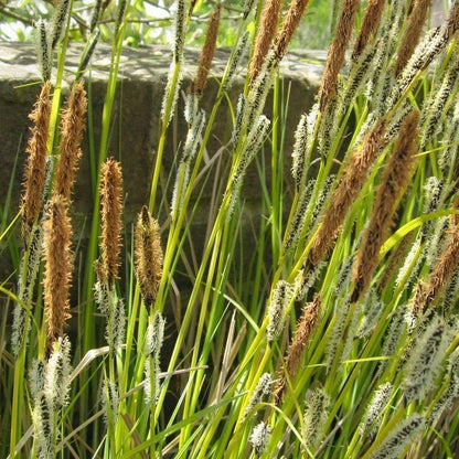 Anglo Aquatics Anglo Aquatics Carex Acuta 1 Litre