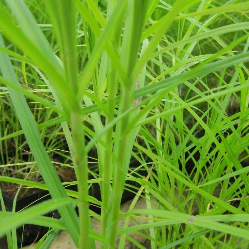 Anglo Aquatics Anglo Aquatics Carex Muskingumensis 1 Litre