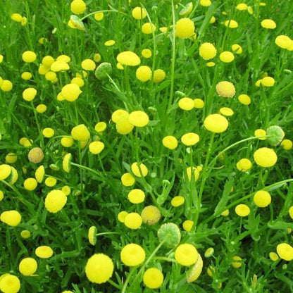 Anglo Aquatics Anglo Aquatics Cotula Coronopifolia 1 Litre