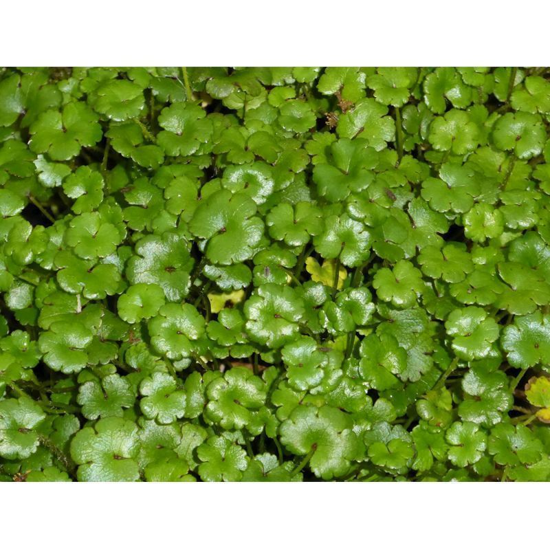 Anglo Aquatics Anglo Aquatics Hydrocotyle Nova Zealand 1 Litre