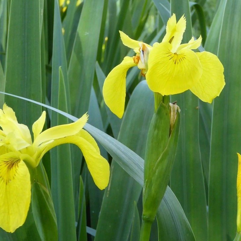 Anglo Aquatics Anglo Aquatics Iris Pseudacorus 1 Litre