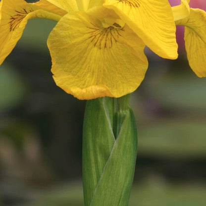 Anglo Aquatics Anglo Aquatics Iris Pseudacorus 1 Litre