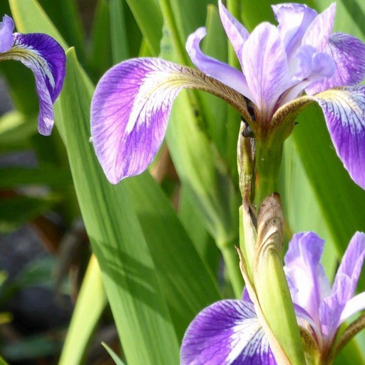 Anglo Aquatics Anglo Aquatics Iris Versicolor 1 Litre 3 Pack