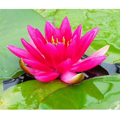 Anglo Aquatics Nymphaea James Brydon 3 Litre