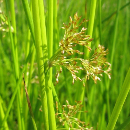 Anglo Aquatics Anglo Aquatics Juncus Effusus 1 Litre