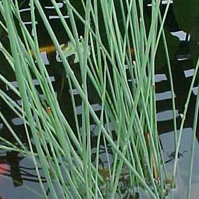 Anglo Aquatics Anglo Aquatics Juncus Inflexus 1 Litre