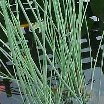 Anglo Aquatics Anglo Aquatics Juncus Inflexus 1 Litre
