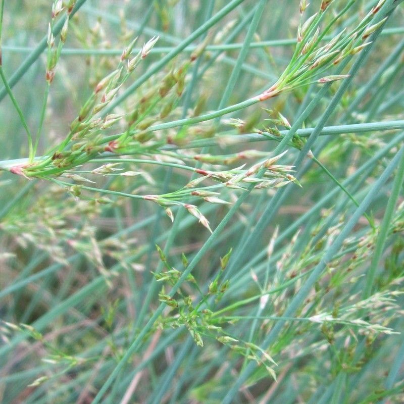 Anglo Aquatics Anglo Aquatics Juncus Inflexus 1 Litre