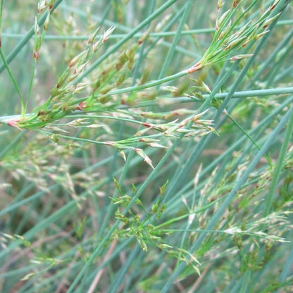 Anglo Aquatics Anglo Aquatics Juncus Inflexus 1 Litre