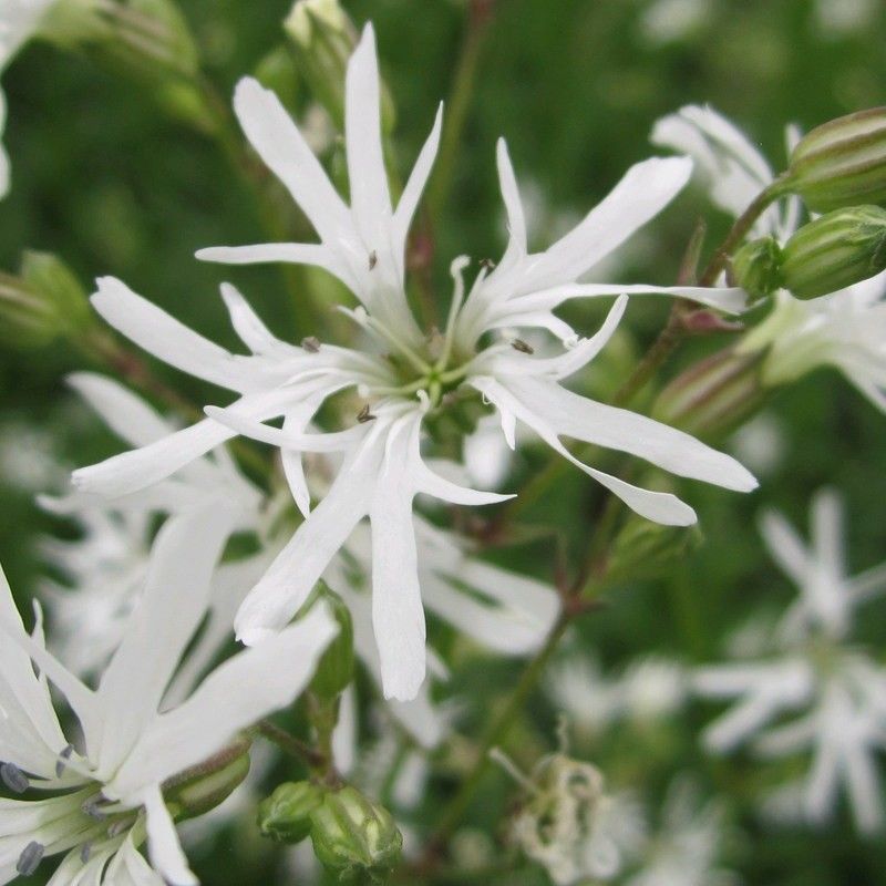 Anglo Aquatics Anglo Aquatics Lychnis Flos-Cuculi 'White Robin' 3 Litre