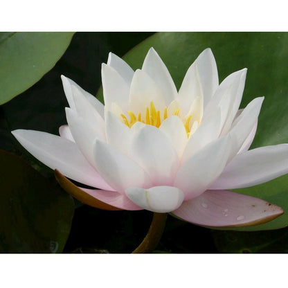 Anglo Aquatics Anglo Aquatics Nymphaea Marliacea Carnea 3 Litre