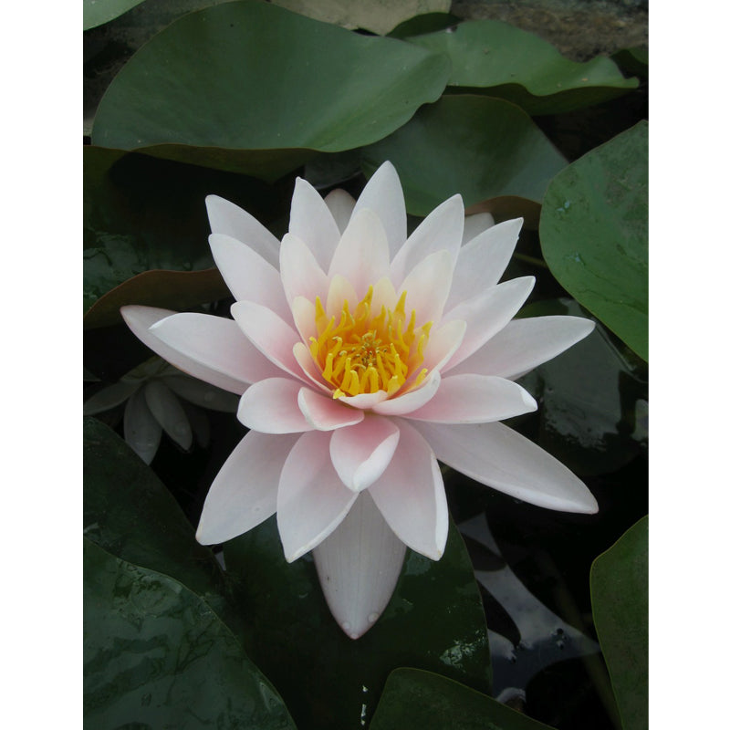 Anglo Aquatics Anglo Aquatics Nymphaea Marliacea Carnea 3 Litre