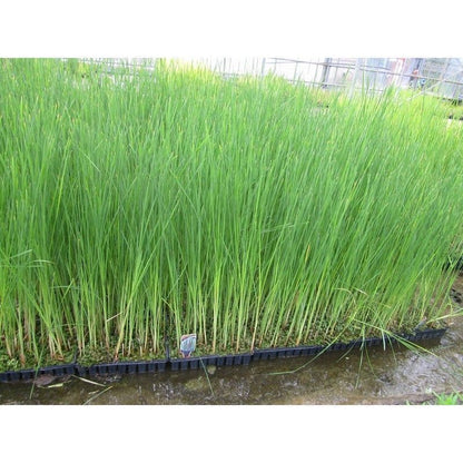 Anglo Aquatics Anglo Aquatics Typha Angustifolia 5 Litre
