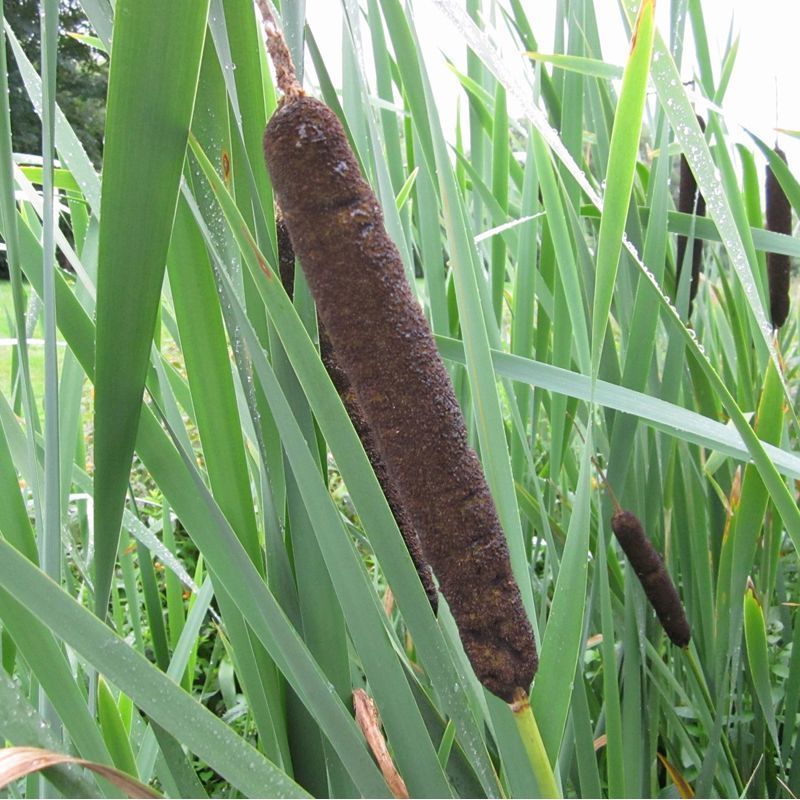 Typlat Rip Anglo Aquatics Typha Latifolia 1 Litre – Cherry Lane