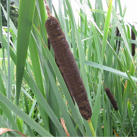 Anglo Aquatics Anglo Aquatics Typha Latifolia 3 Litre