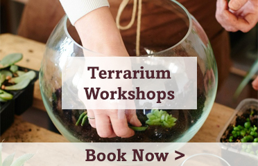 Terrarium Workshops - Book Now