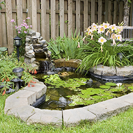 Aquatic plants for your garden pond