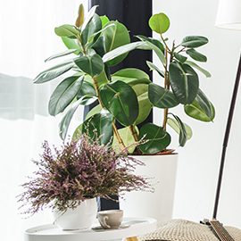 House plants to buy online