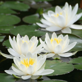 Water Lilies to buy online