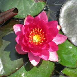 Buy water lilies online with delivery