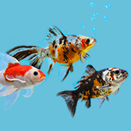 Fish and Aquatics Products online