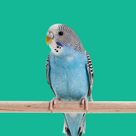 Pet Bird products online