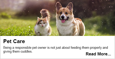 Read our Pet Care Top Tips blog here.