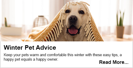 Read Our Winter Pet Advice Here.