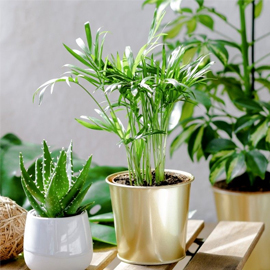 House plants online