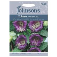 See more information about the Johnsons Cobaea Cathedral Bells Seeds