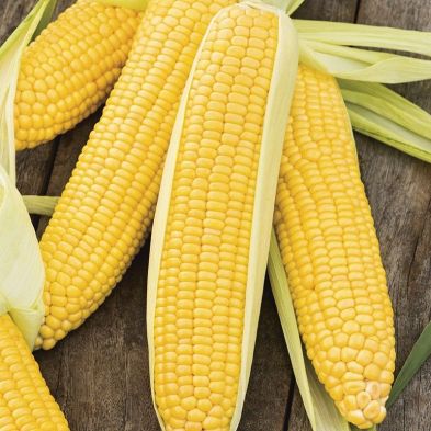 See more information about the Johnsons Sweet Corn Incredible F1 Seeds