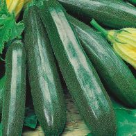 See more information about the Johnsons Courgette Primula F1 Seeds