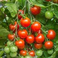 See more information about the Johnsons Tomato Gardener's Delight Seeds